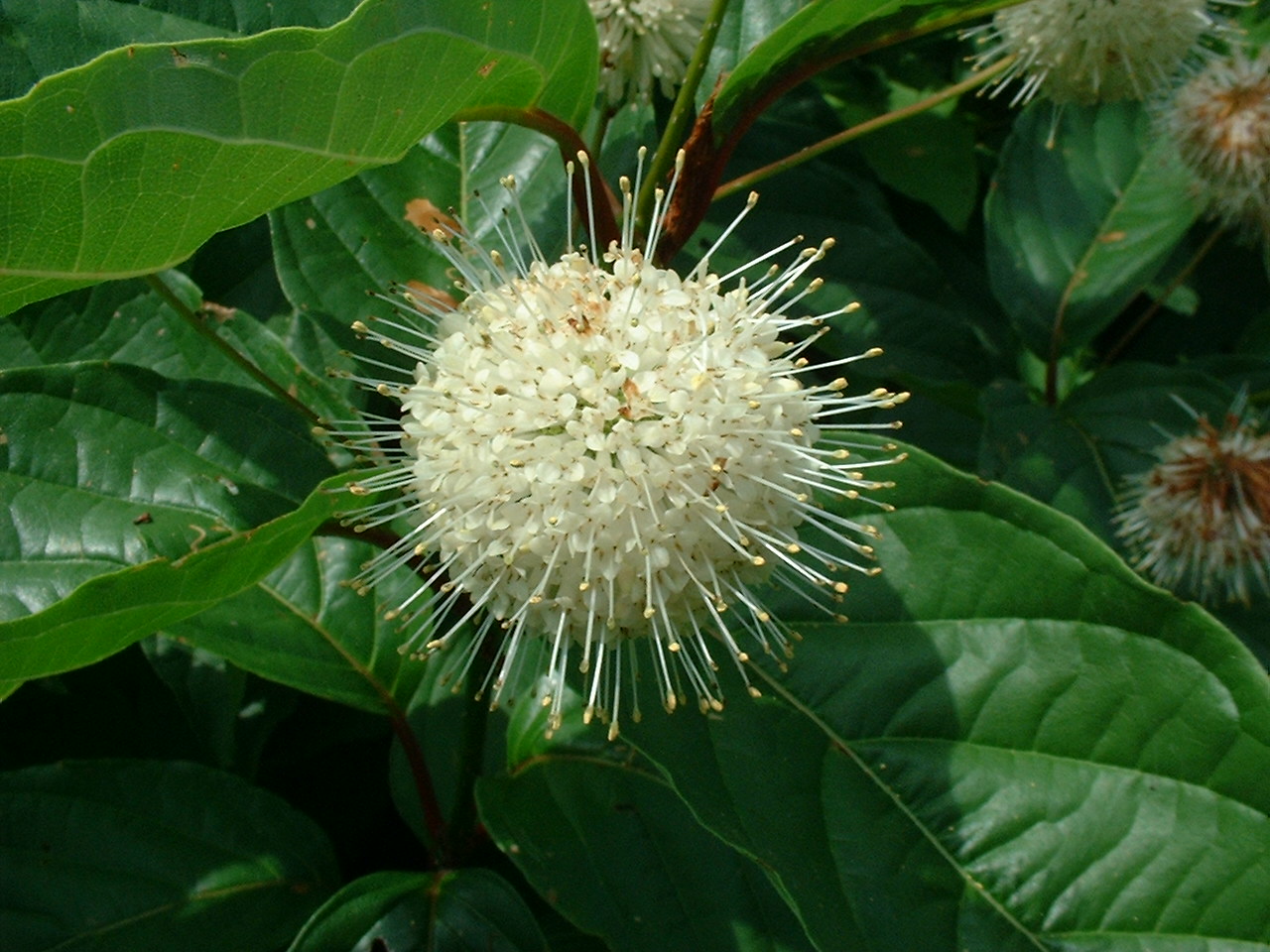Cephalanthus occidentalis